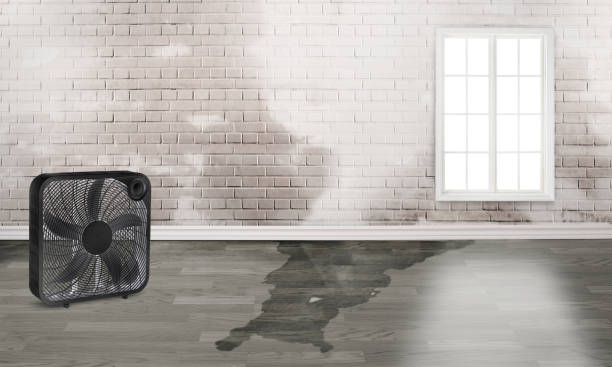 Best Basement water damage restoration  in Tonto Basin, AZ